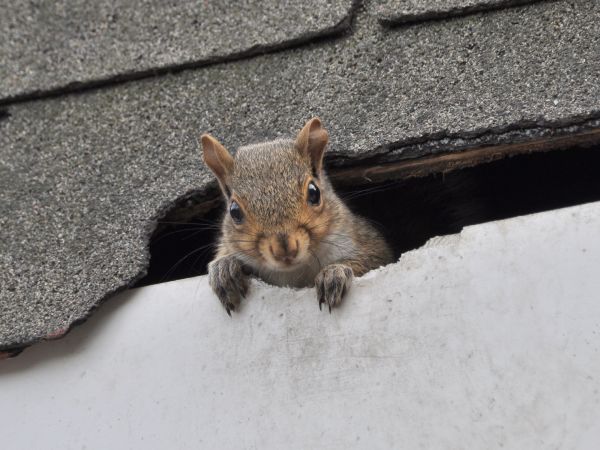 Lancaster Wildlife Removal