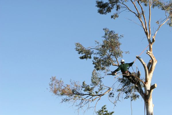 Lancaster Tree Trimming
