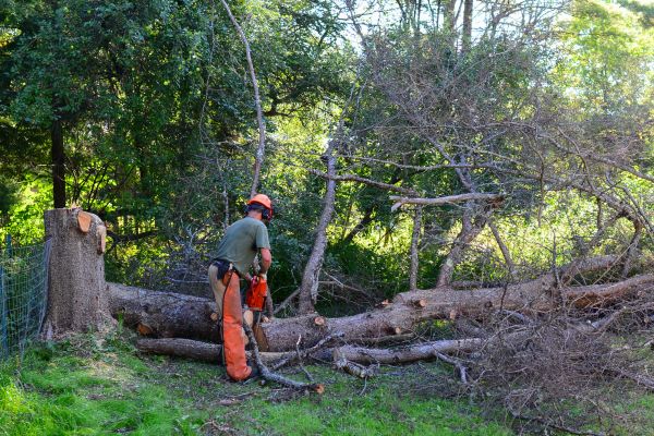 Lancaster Tree Removal